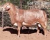 1X MEATMASTER RAM OMEGA MEATMASTERS