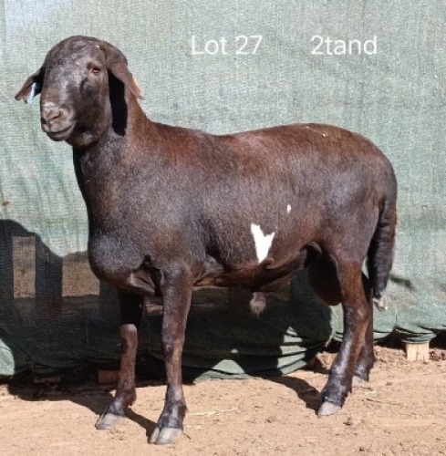 1X MEATMASTER RAM OSVLEY MEATMASTERS
