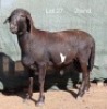 1X MEATMASTER RAM OSVLEY MEATMASTERS