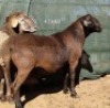 1X MEATMASTER RAM OSVLEY MEATMASTERS