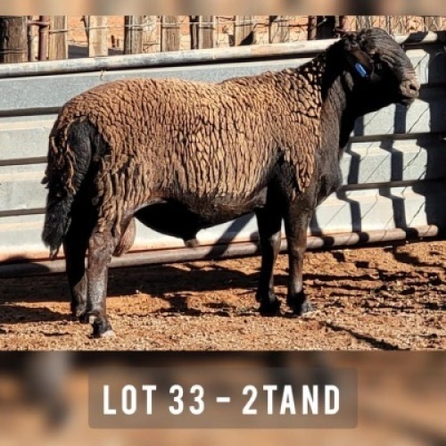 1X MEATMASTER RAM DRIEKOP MEATMASTERS