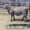 1X MEATMASTER RAM DRIEKOP MEATMASTERS