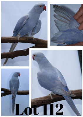 1-0 '20 Ringneck: Violet Blue SL.Edged - Jan Nel