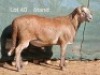1X MEATMASTER RAM OSVLEY MEATMASTERS