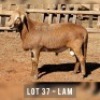 1X MEATMASTER RAM DRIEKOP MEATMASTERS
