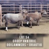 3X MEATMASTER OOI/EWE DRIEKOP MEATMASTERS (Pay per animal)