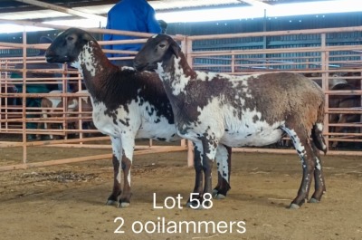 2X MEATMASTER OOI/EWE OSVLEY MEATMASTERS (Pay per animal)