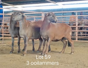 3X MEATMASTER OOI/EWE OSVLEY MEATMASTERS (Pay per animal)