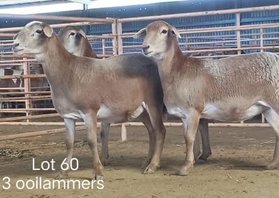 3X MEATMASTER OOI/EWE OSVLEY MEATMASTERS (Pay per animal)