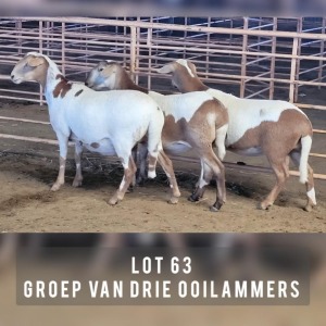 3X MEATMASTER OOI/EWE DRIEKOP MEATMASTERS (Pay per animal)