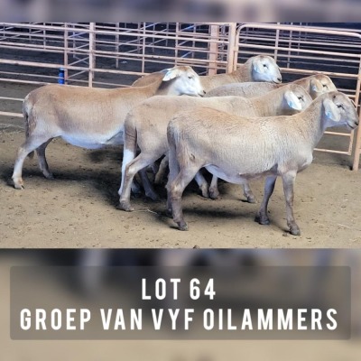 5X MEATMASTER OOI/EWE DRIEKOP MEATMASTERS (Pay per animal)