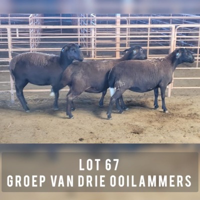 3X MEATMASTER OOI/EWE DRIEKOP MEATMASTERS (Pay per animal)