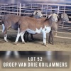 3X MEATMASTER OOI/EWE DRIEKOP MEATMASTERS (Pay per animal)