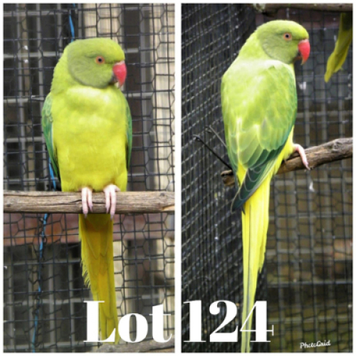 0-1 '20 Ringneck: Dark Opaline Cleartail/blue or turquoise - Fanie Klopper