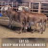 4X MEATMASTER OOI/EWE DRIEKOP MEATMASTERS (Pay per animal)