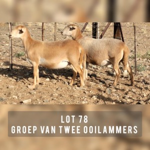 2X MEATMASTER OOI/EWE DRIEKOP MEATMASTERS (Pay per animal)