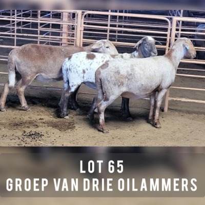 3X MEATMASTER OOI/EWE DRIEKOP MEATMASTERS (Pay per animal)