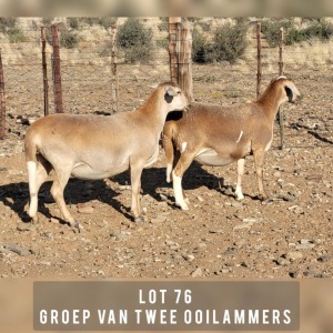 2X MEATMASTER OOI/EWE DRIEKOP MEATMASTERS (Pay per animal)