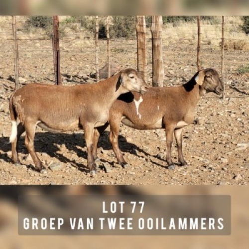 2X MEATMASTER OOI/EWE DRIEKOP MEATMASTERS (Pay per animal)