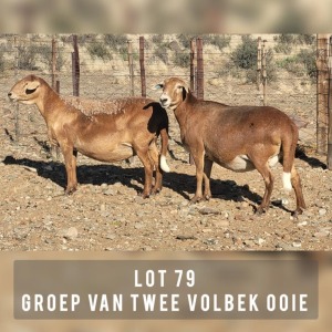 2X MEATMASTER OOI/EWE DRIEKOP MEATMASTERS (Pay per animal)