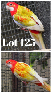 1-1 '20 Eastern Rosella: Opaline Cinnamon Witvlerk/ino x Cinnamon Ino Opaline - Fanie Klopper