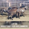 4X MEATMASTER OOI/EWE DRIEKOP MEATMASTERS (Pay per animal)