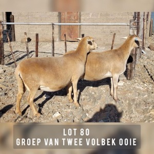 2X MEATMASTER OOI/EWE DRIEKOP MEATMASTERS (Pay per animal)