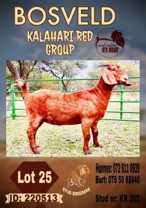 1X KALAHARI RED FLOCK DOE BLG STUD BREEDERS