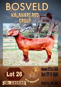 1X KALAHARI RED STUD DOE BLG STUD BREEDERS