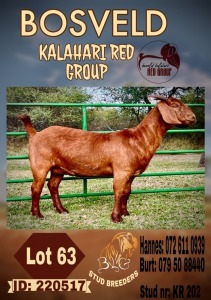 WITHDRAWN - 1X KALAHARI RED DOE BLG STUD BREEDERS