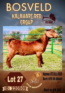 1X KALAHARI RED FLOCK DOE BLG STUD BREEDERS