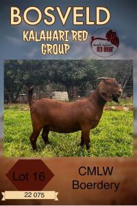 1X KALAHARI RED PREGNANT STUD DOE CMLW KALAHARI REDS