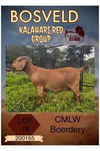 1X KALAHARI RED PREGNANT STUD DOE CMLW KALAHARI REDS