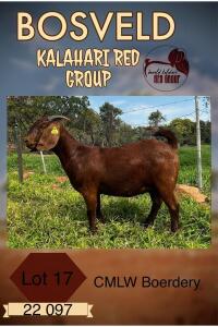 1X KALAHARI RED STUD DOE CMLW KALAHARI REDS