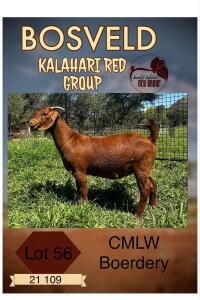 1X KALAHARI RED PREGNANT STUD DOE CMLW KALAHARI REDS