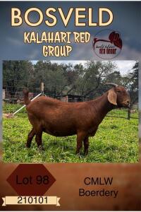 1X KALAHARI RED PREGNANT FLOCK DOE CMLW KALAHARI REDS