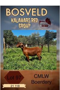 1X KALAHARI RED PREGNANT STUD DOE CMLW KALAHARI REDS