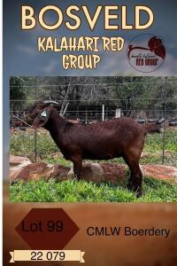 1X KALAHARI RED PREGNANT FLOCK DOE CMLW KALAHARI REDS