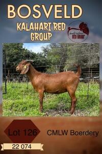 1X KALAHARI RED PREGNANT FLOCK DOE CMLW KALAHARI REDS