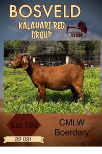 1X KALAHARI RED PREGNANT FLOCK DOE CMLW KALAHARI REDS