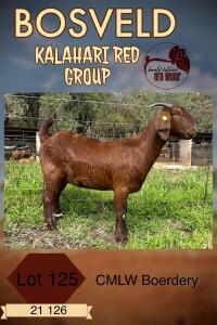 1X KALAHARI RED PREGNANT FLOCK DOE CMLW KALAHARI REDS