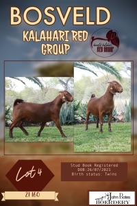 1X KALAHARI RED PREGNANT STUD DOE JOHN BOTES BOERDERY