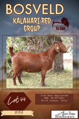 1X KALAHARI RED PREGNANT FLOCK DOE JOHN BOTES BOERDERY