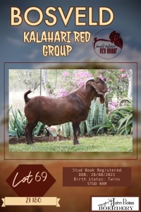 1X KALAHARI RED FLOCK BUCK JOHN BOTES BOERDERY