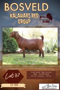 1X KALAHARI RED PREGNANT FLOCK DOE JOHN BOTES BOERDERY