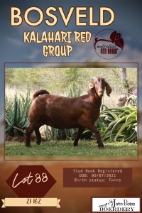 1X KALAHARI RED PREGNANT FLOCK DOE JOHN BOTES BOERDERY