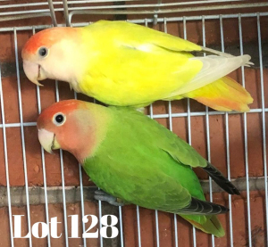 1-1 '20 Lovebird: Roseicollis: Pale-headed Lutino Opaline x Opaline - Piet Jacobs