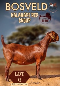 1X KALAHARI RED STUD DOE KROKODILNEST