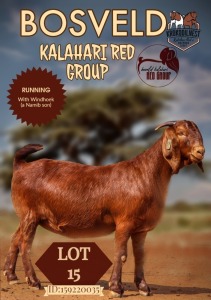 1X KALAHARI RED PREGNANT FLOCK DOE KROKODILNEST