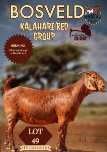 1X KALAHARI RED PREGNANT FLOCK DOE KROKODILNEST